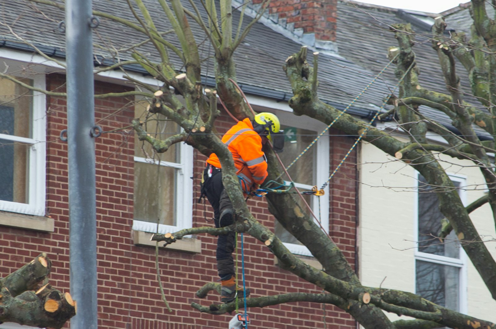 Arborist working on a tree near a house