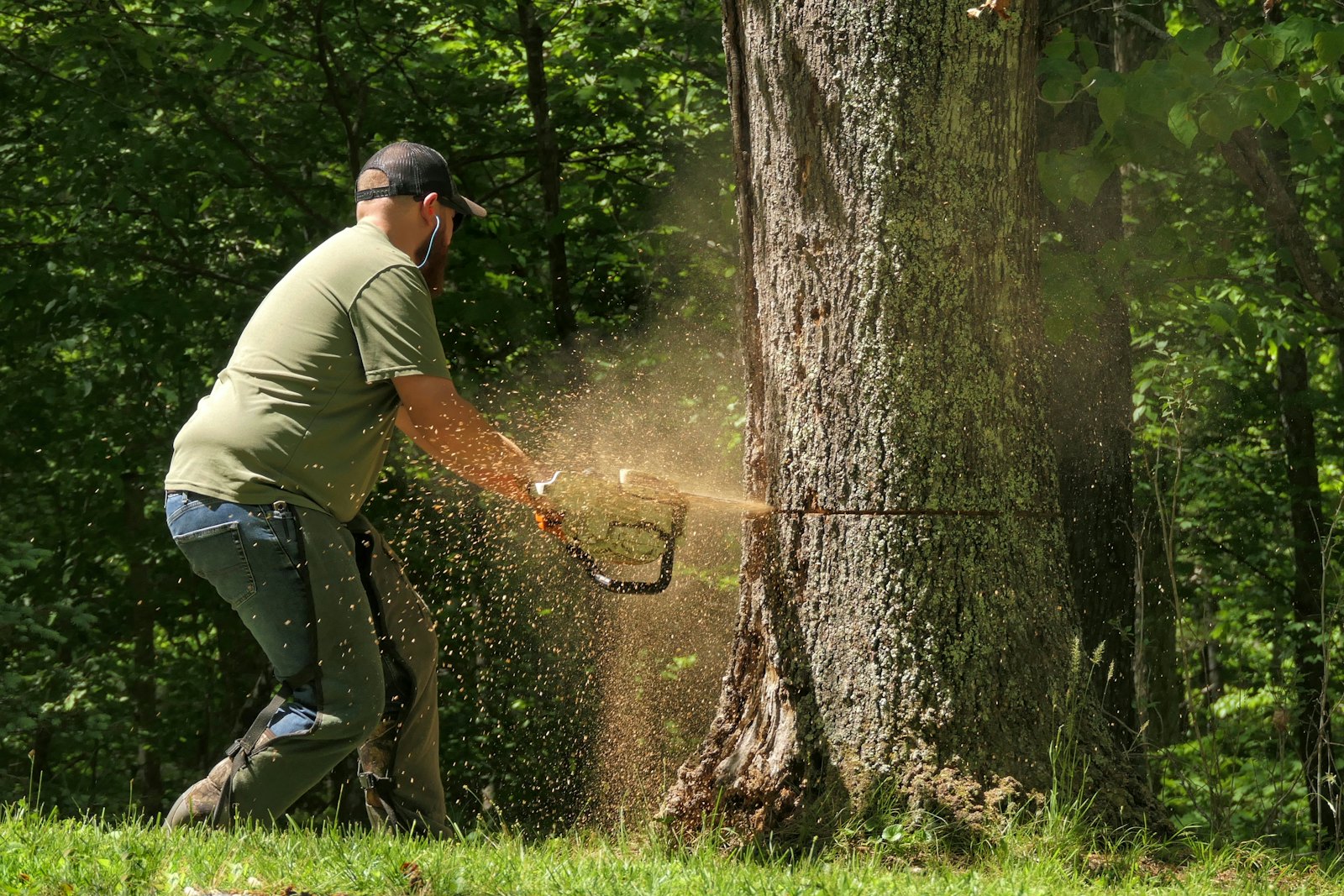 Chainsaw cutting a tree trunk with sawdust flying