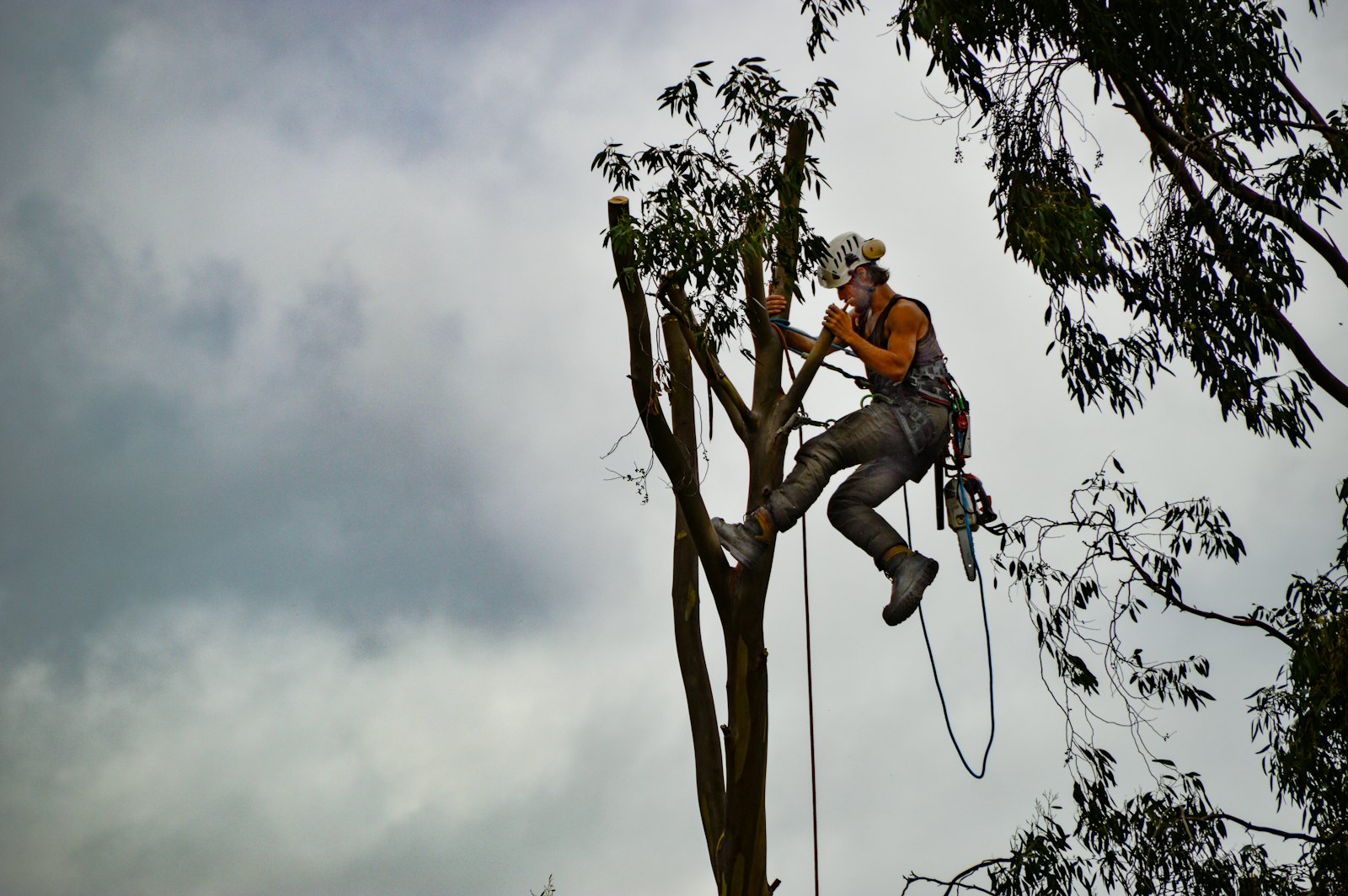 Climber working high in a tree